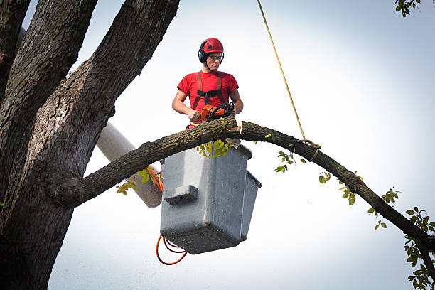 Emergency Storm Tree Removal in Fairfield Bay, AR